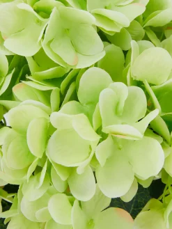 New Künstlicher Hortensienstrauß Kunstpflanzen Und -Blumen